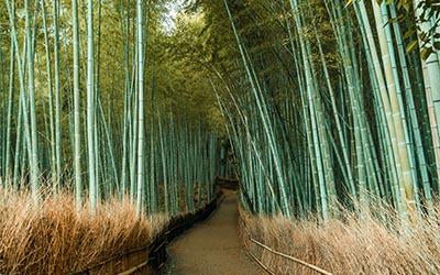 Bamboo pathway in Kyoto, Japan taken by Adam Dillon