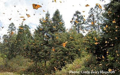 The Butterfly Effect