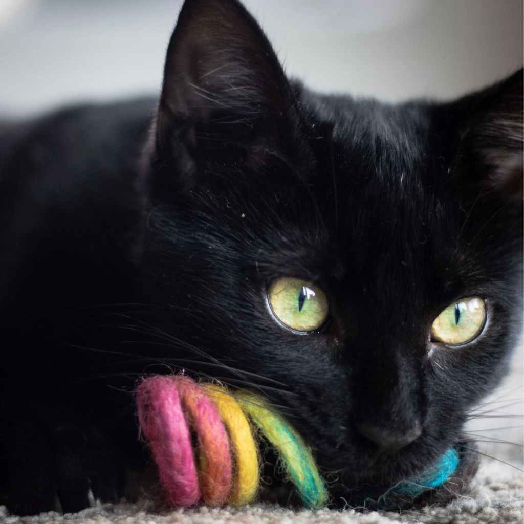 Eco Cat Toy