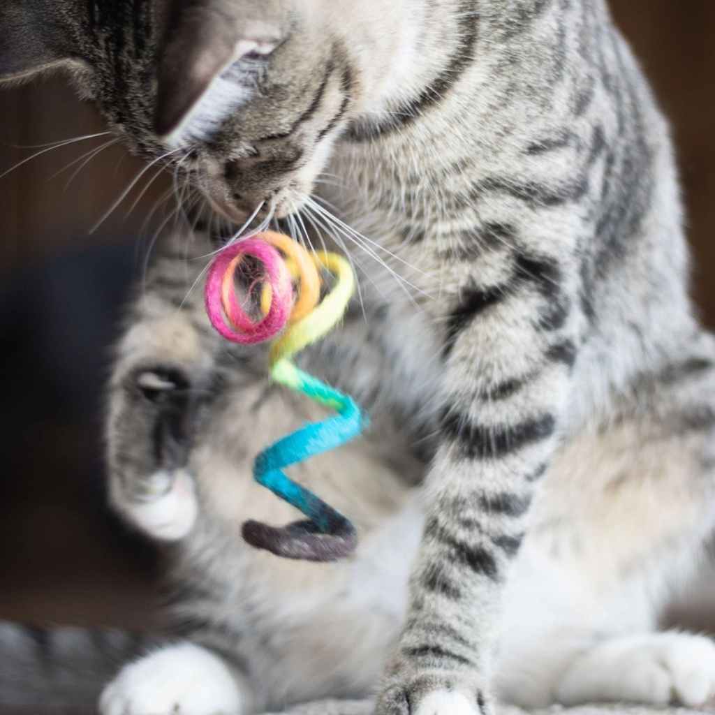 Eco Cat Toy