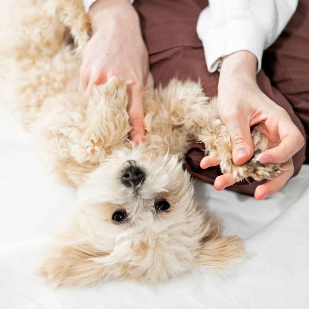 Mona Moon all-natural paw balm to heal irritated and rough dog paw pads. Made in Rochester NY USA.