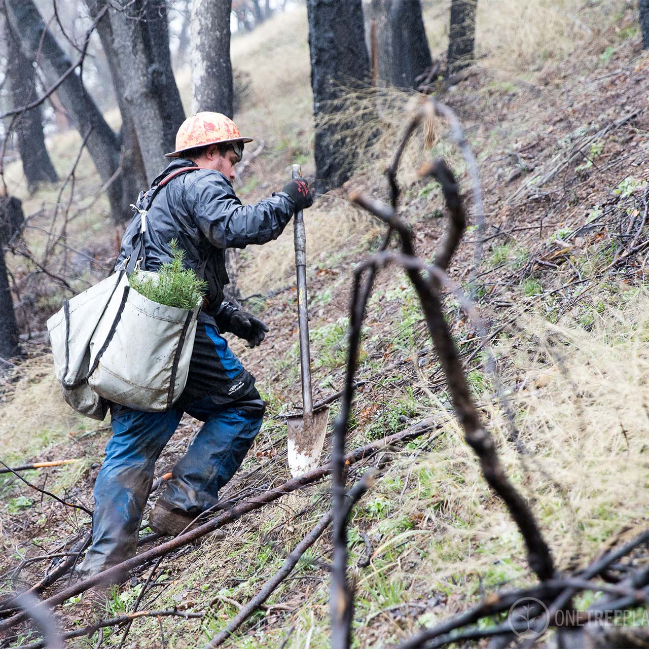 Yes! ADD TO CART & Ship my order in a gently-used box & plant a tree for me!