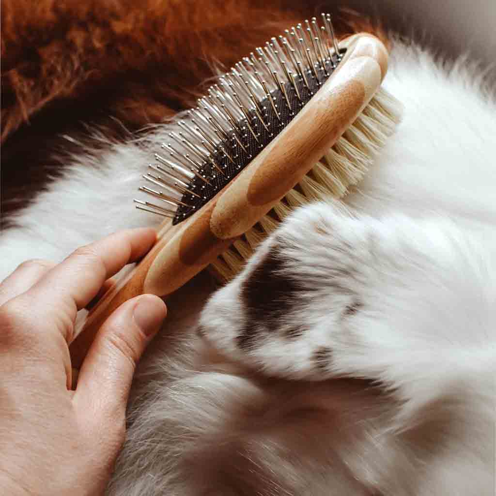 Wood Dog Brush