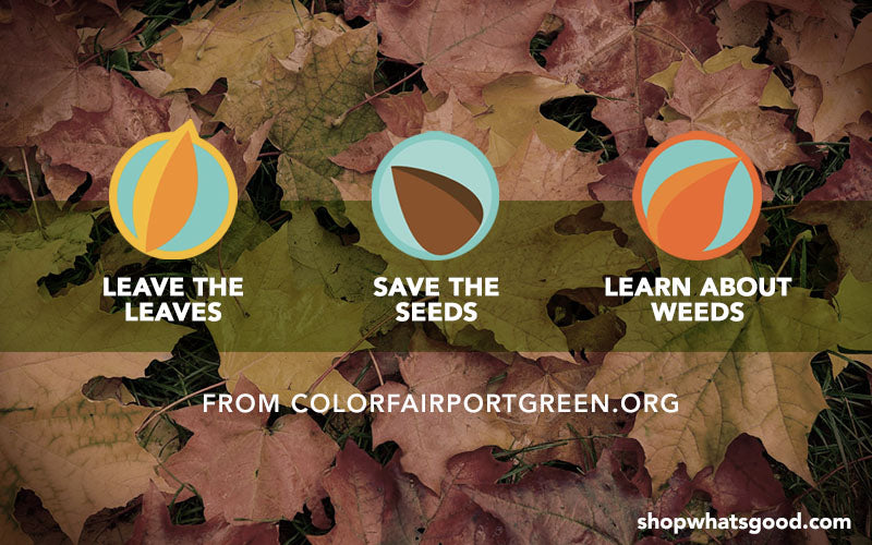 Fall Yard Clean-Up Tips: Leave the Leaves, Save the Seeds, Learn About Weeds