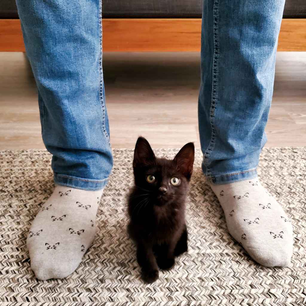 Organic Socks that Save Cats | Grey