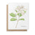 Heather Vitticore Notecards | Gardenia