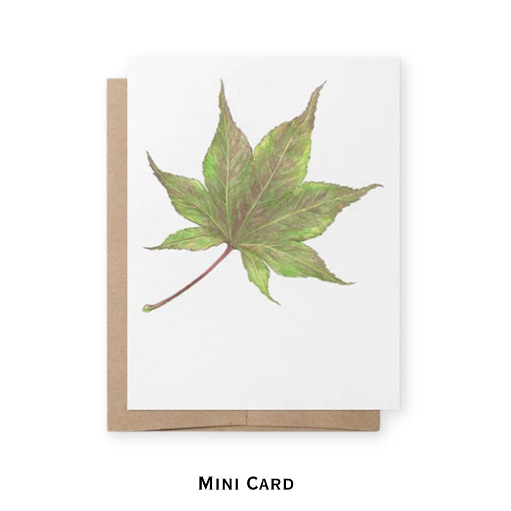 Hand drawn and water colored maple leaf on white background with kraft paper envelope behind.