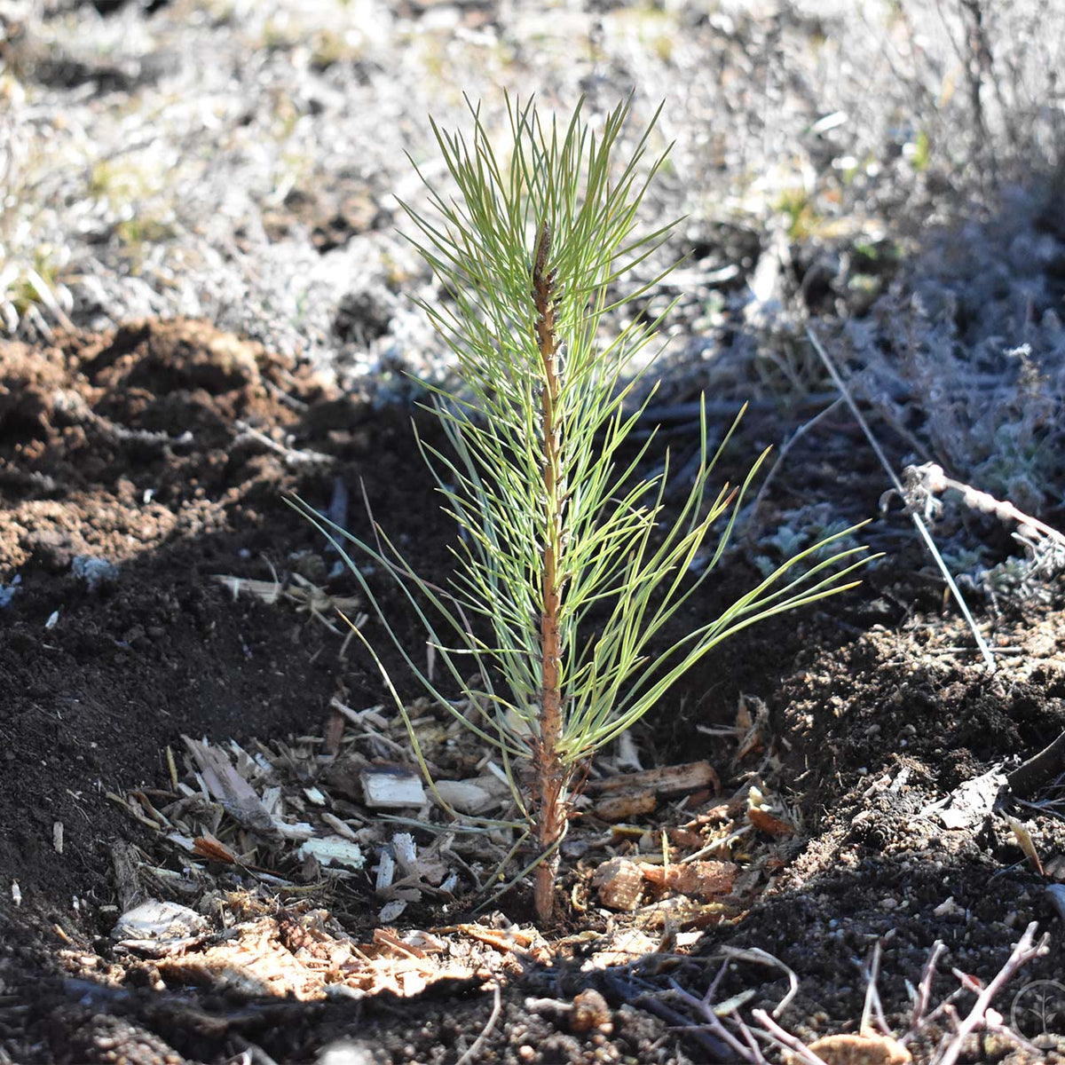 Yes! ADD TO CART & Ship my order in a gently-used box & plant a tree for me!