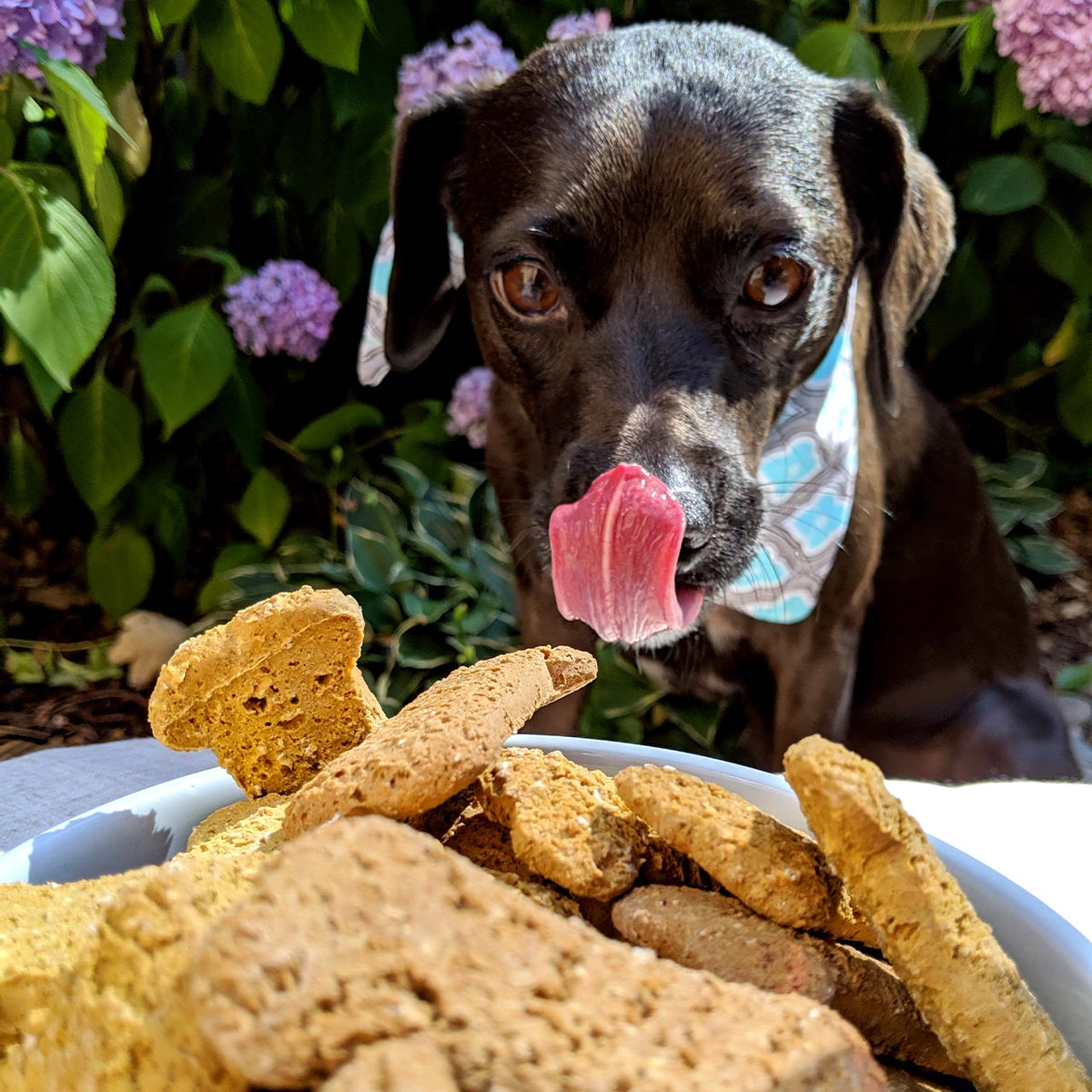 Delicious dog treats best sale