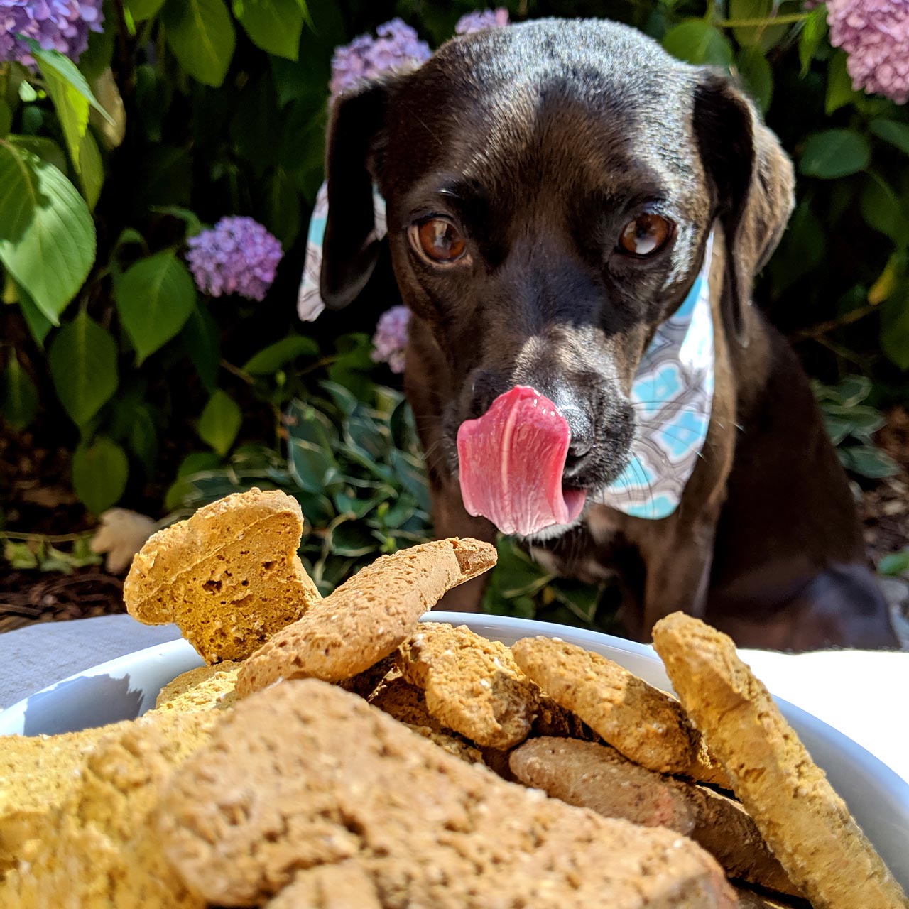 Delightfully Delicious Dog Treats