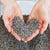 two hands holding dried lavender over bucket of lavender. dried lavender formed in the shape of a heart