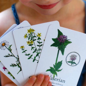 child holding white oversized game cards with illustrated herbs , starting with valerian