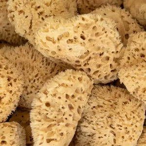 A close up of a pile of natural sea sponges.