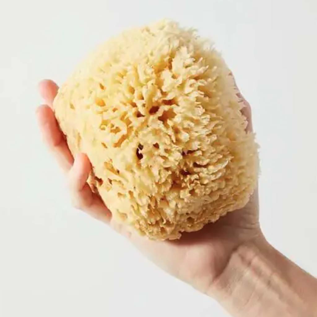 Natural Sea Sponge Bath
