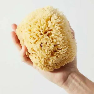 Hand holding an all natural sea sponge against a white background.
