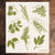 White and Green Swedish Dishcloth Herbs Pattern Front Side Eco-Friendly